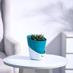 Haworthia Maculata Plant