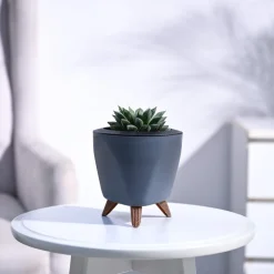 Haworthia Maculata Plant