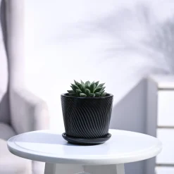 Haworthia Maculata Plant