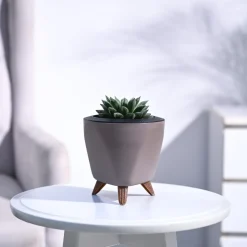 Haworthia Maculata Plant