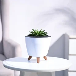 Haworthia Turgida