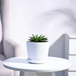 Haworthia Turgida