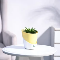 Haworthia Turgida