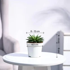 Haworthia Turgida