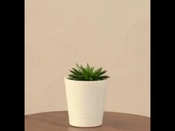Haworthia Turgida