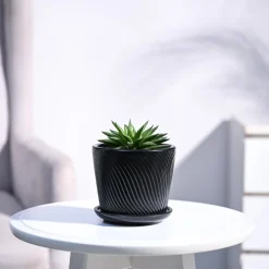 Haworthia Turgida