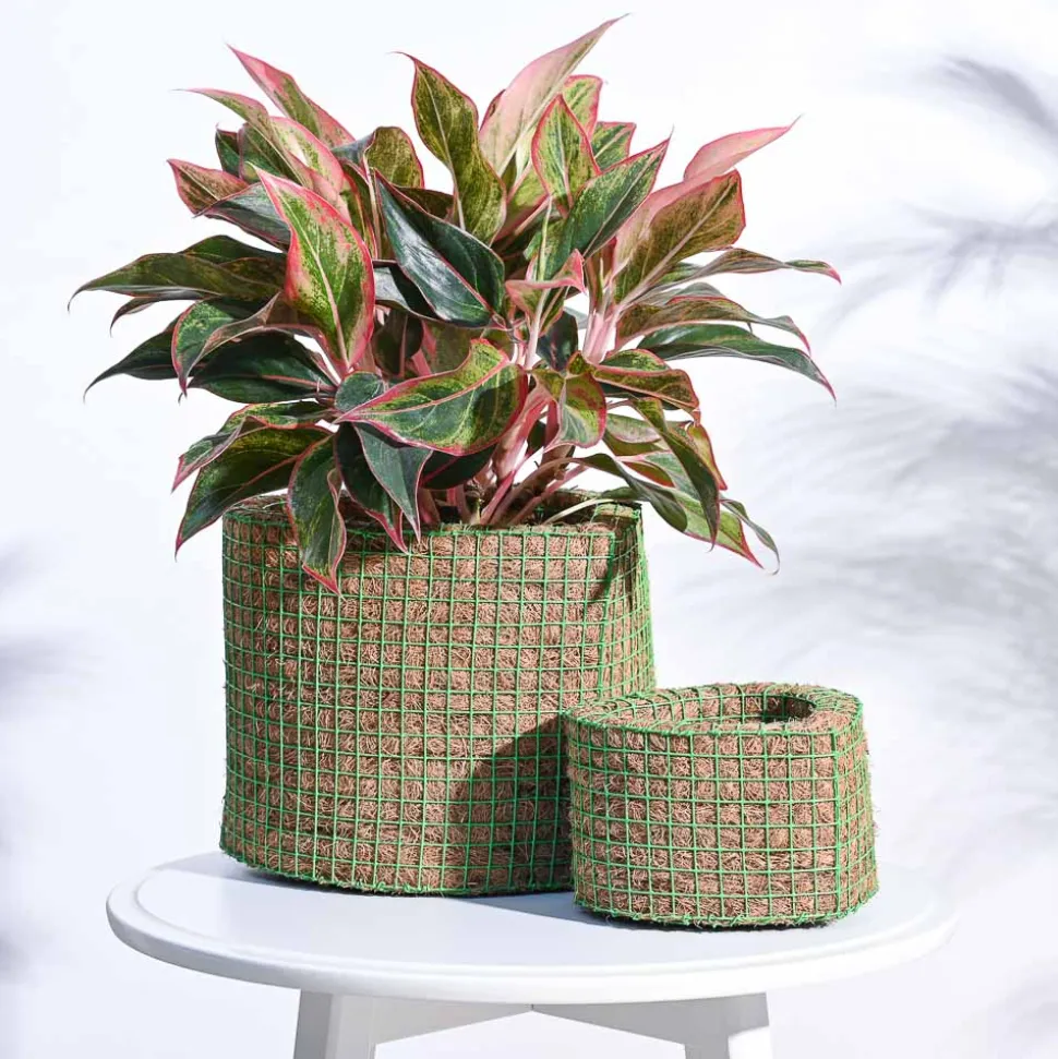Heart Coir Planter - Set of 2