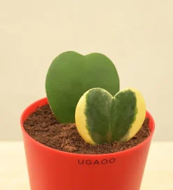 Heart Hoya Green and Variegated Plant Bouquet