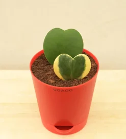 Heart Hoya Green and Variegated Plant Bouquet