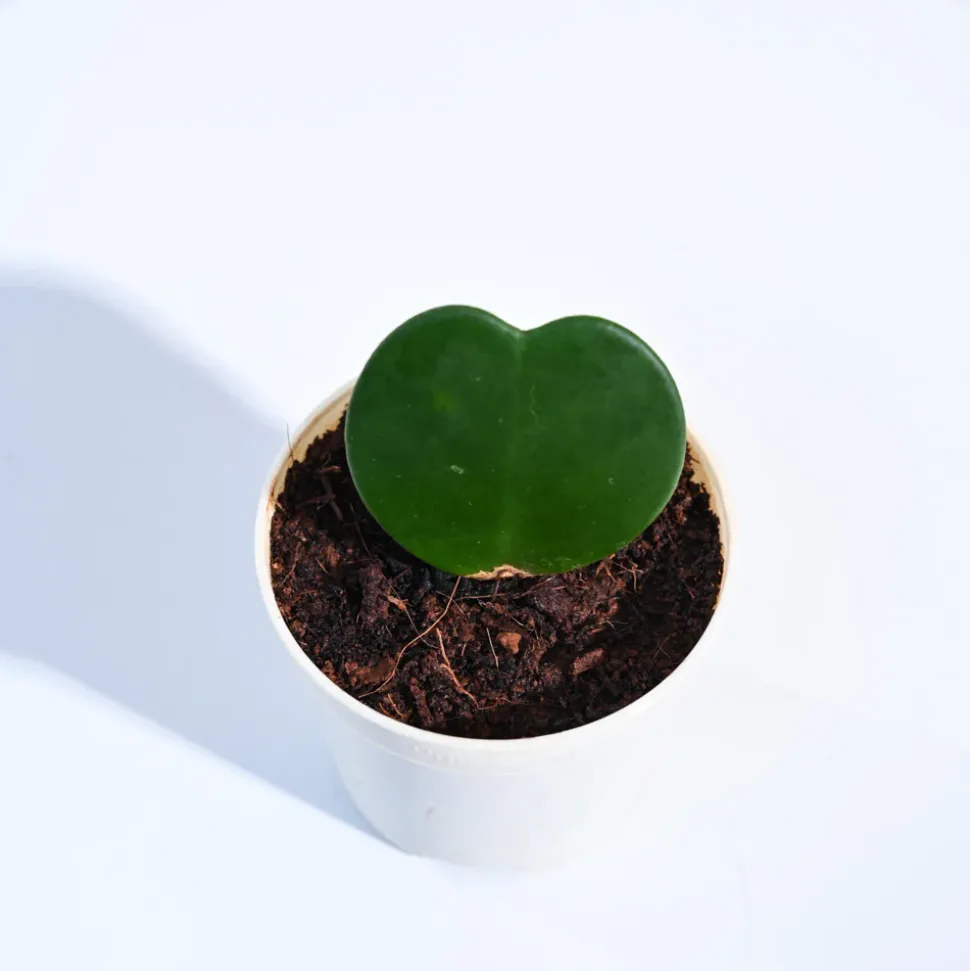 Heart Hoya Plant