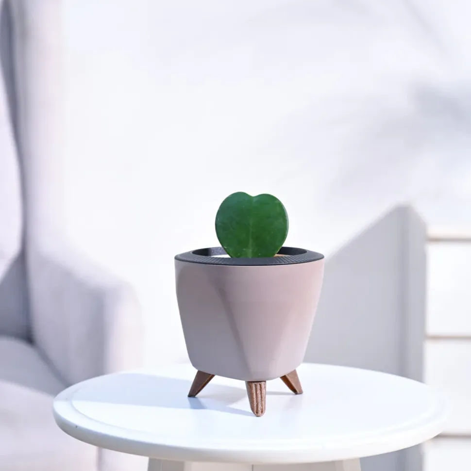 Heart Hoya Plant