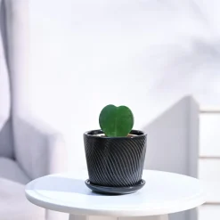 Heart Hoya Plant