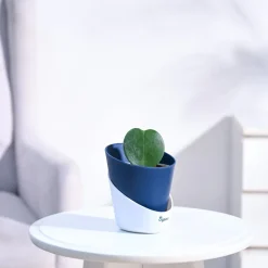 Heart Hoya Plant