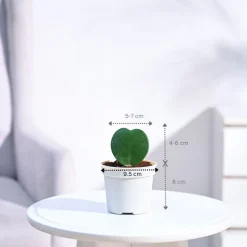 Heart Hoya Plant