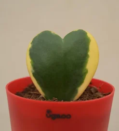 Heart Hoya Plant - Variegated