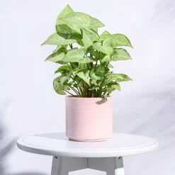 Henna Ceramic Pot