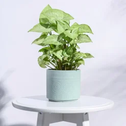 Henna Ceramic Pot