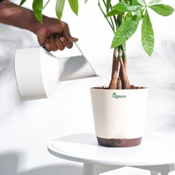 Hydra Watering Pitcher