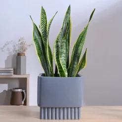 Immortal Nights Ceramic Planter