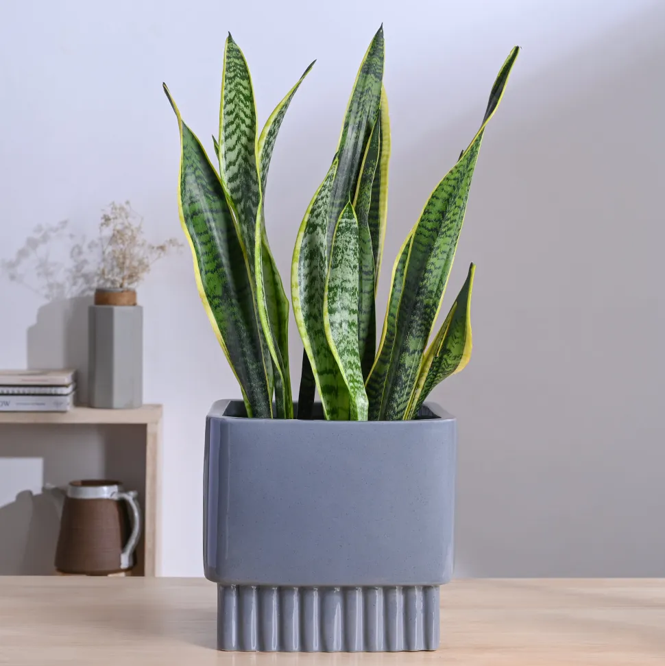 Immortal Nights Ceramic Planter