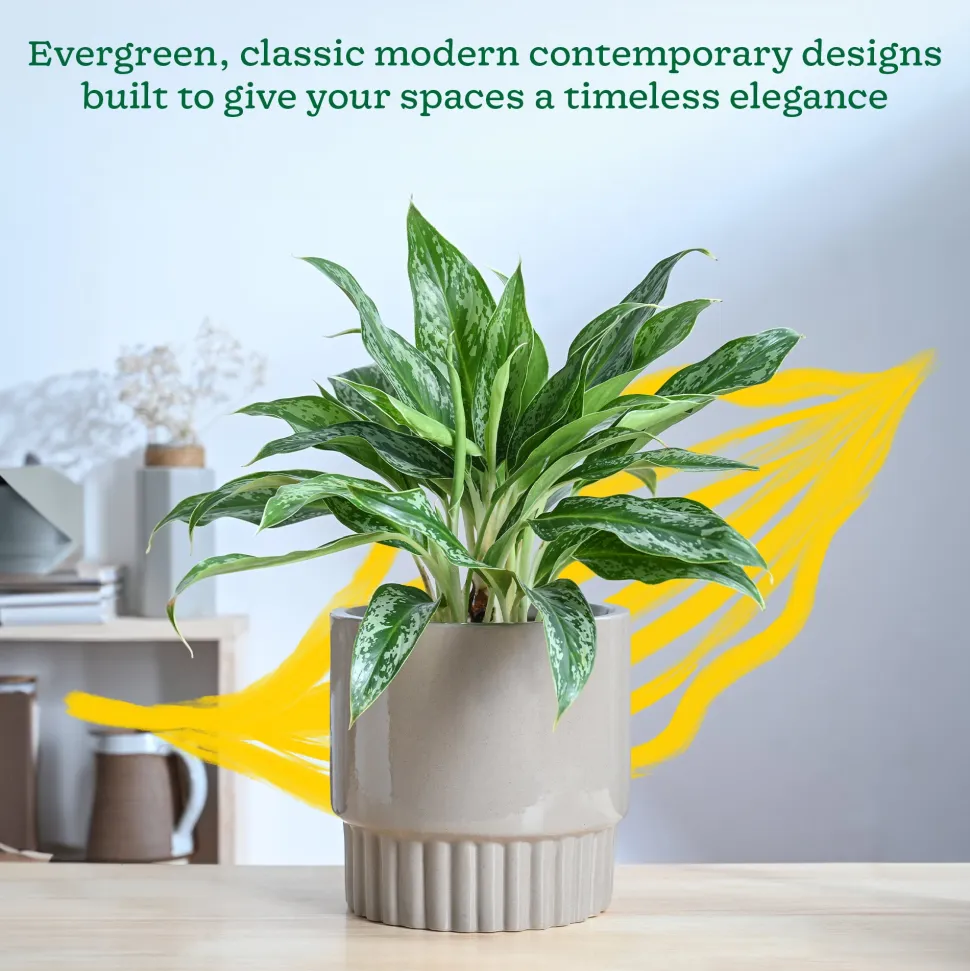 Immortal Nights Ceramic Planter