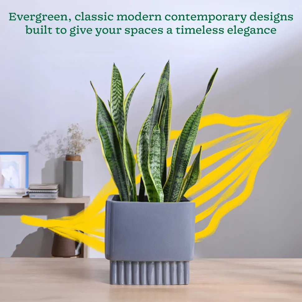 Immortal Nights Ceramic Planter
