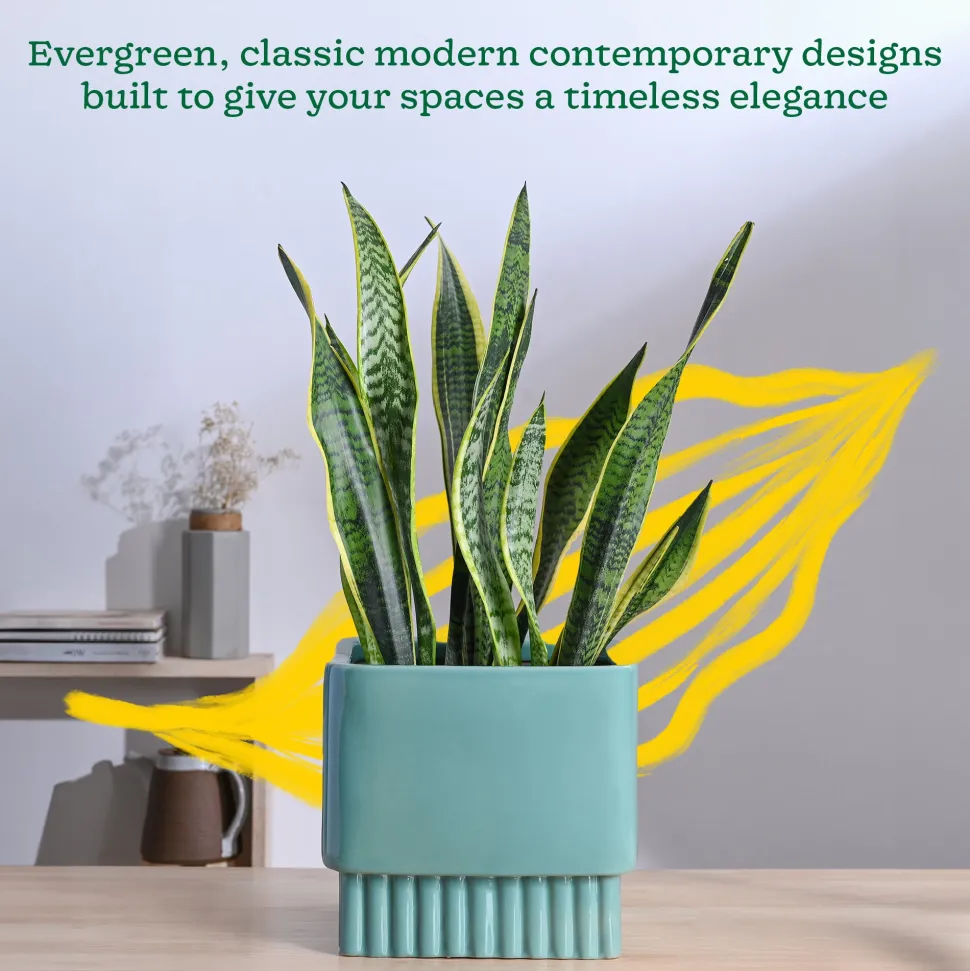 Immortal Nights Ceramic Planter