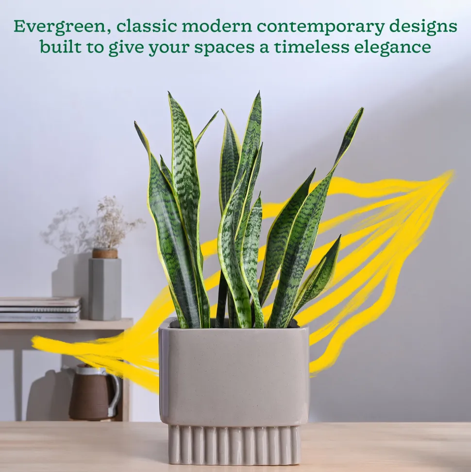 Immortal Nights Ceramic Planter