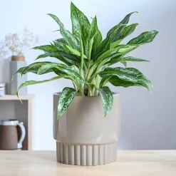Immortal Nights Ceramic Planter