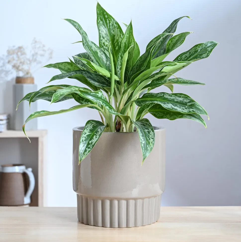Immortal Nights Ceramic Planter