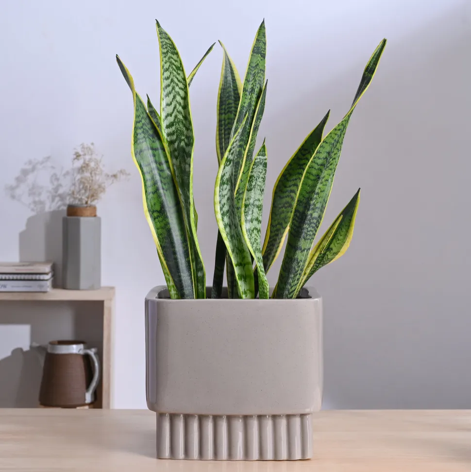 Immortal Nights Ceramic Planter