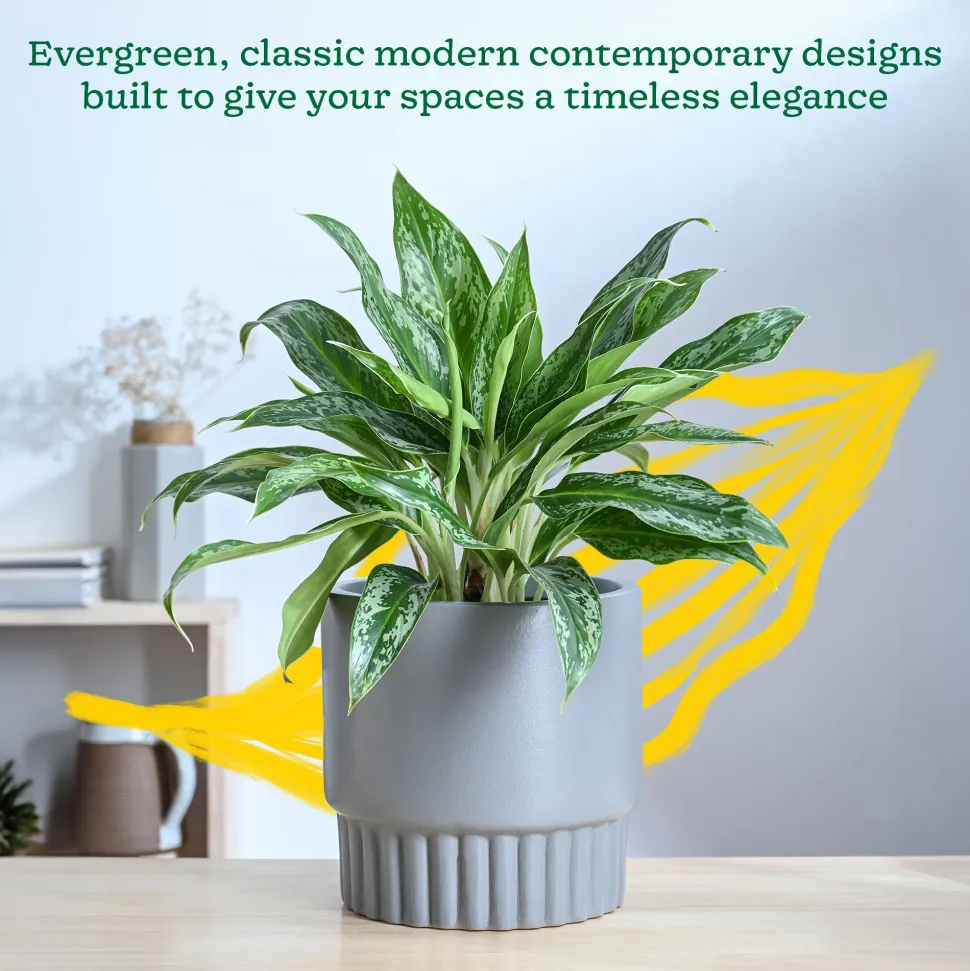 Immortal Nights Ceramic Planter
