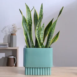 Immortal Nights Ceramic Planter