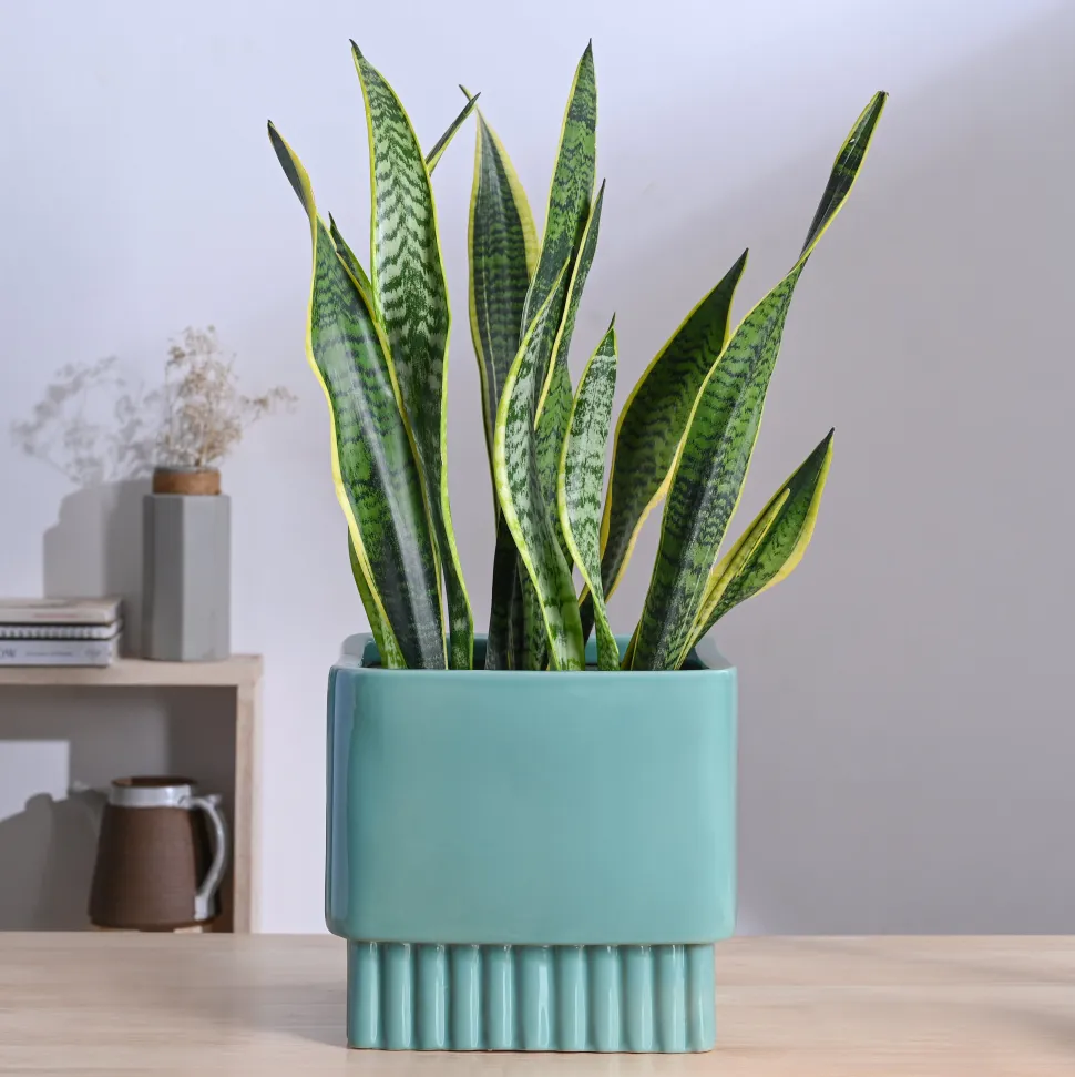 Immortal Nights Ceramic Planter