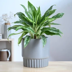 Immortal Nights Ceramic Planter