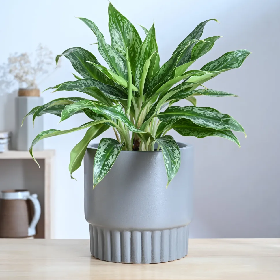 Immortal Nights Ceramic Planter