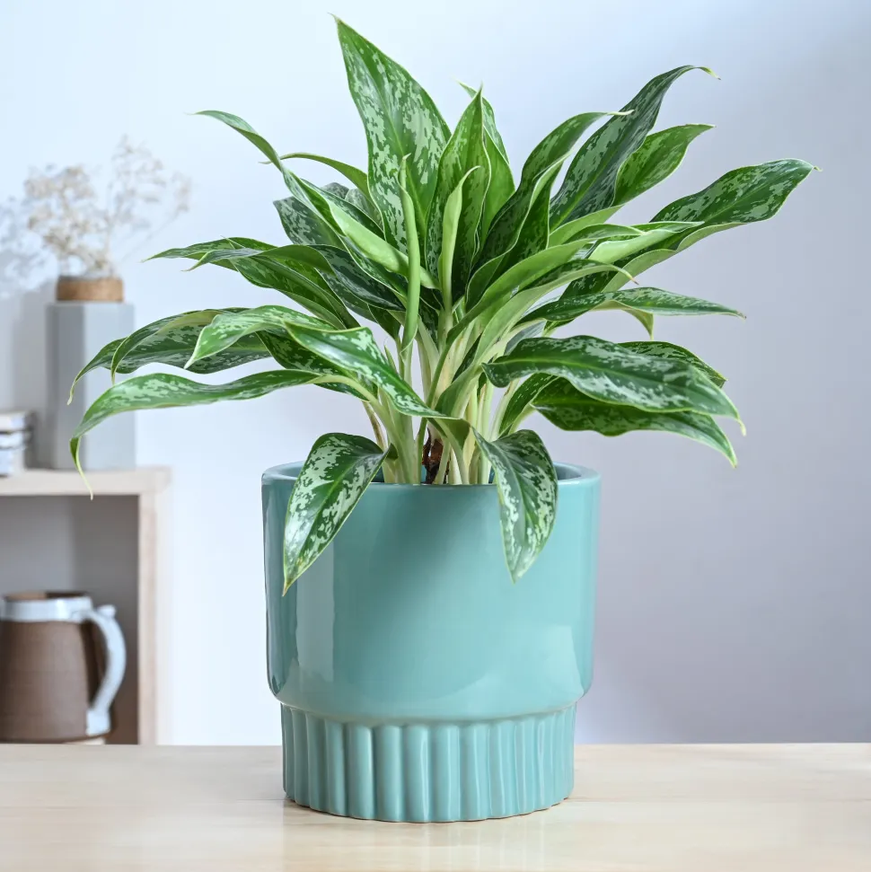 Immortal Nights Ceramic Planter