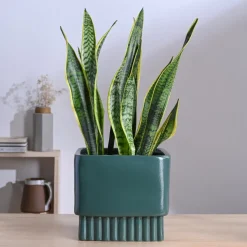 Immortal Nights Ceramic Planter