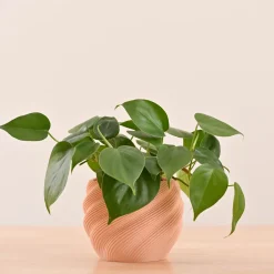 Imperia Planter