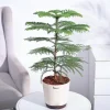 Indian Christmas Tree