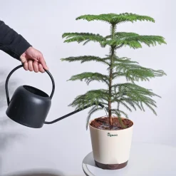 Indian Christmas Tree