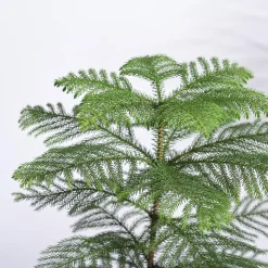 Indian Christmas Tree