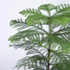 Indian Christmas Tree