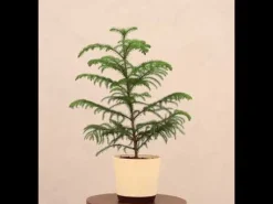 Indian Christmas Tree