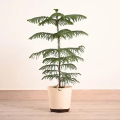Indian Christmas Tree - XL