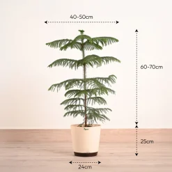 Indian Christmas Tree - XL