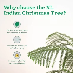 Indian Christmas Tree - XL