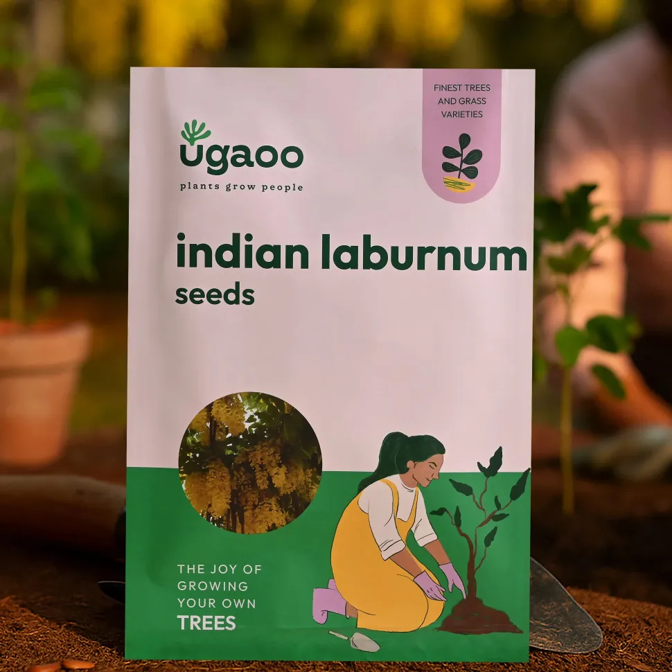 Indian Laburnum Seeds (Cassia Fistula) - 100 g