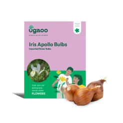 Iris Apollo Bulbs