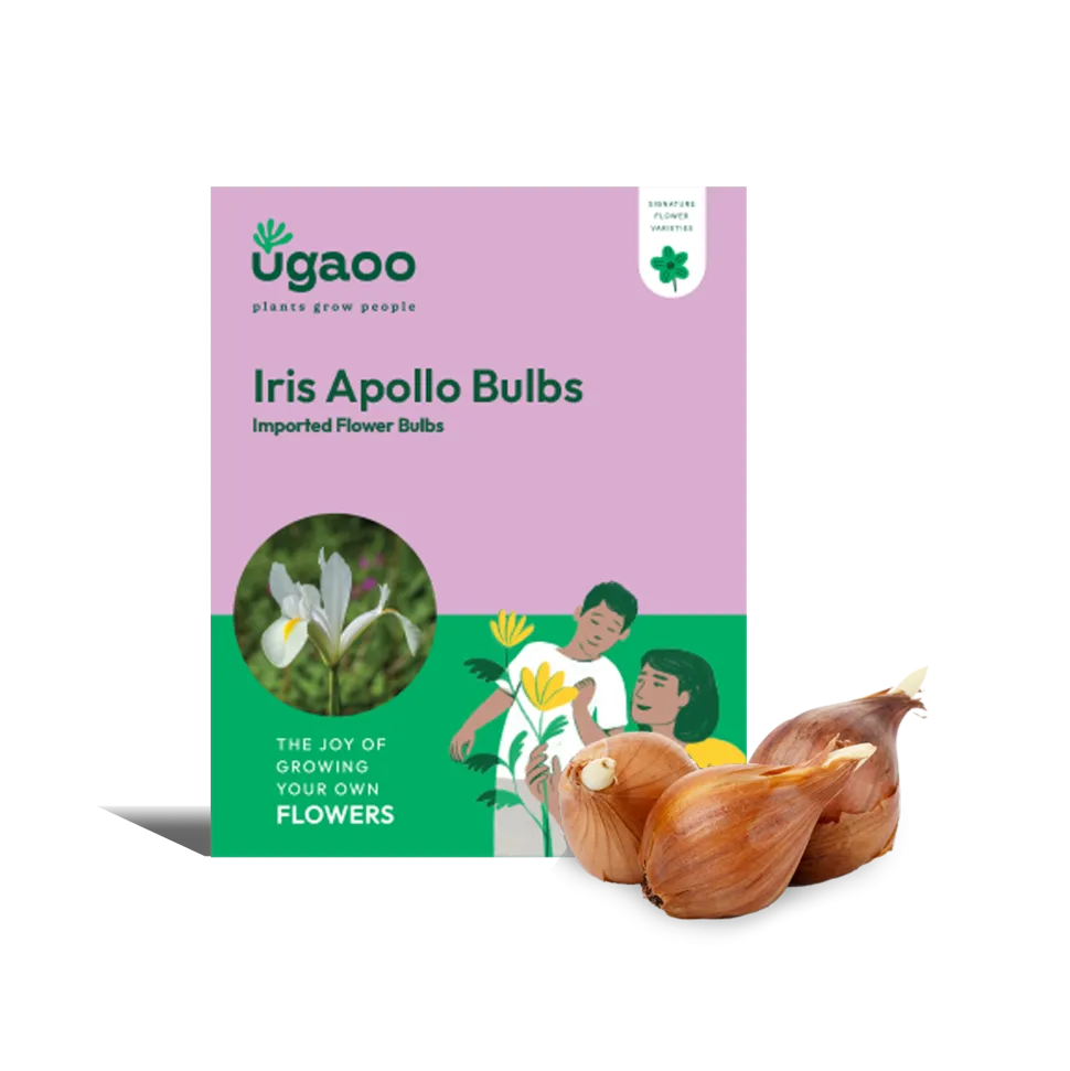 Iris Apollo Bulbs